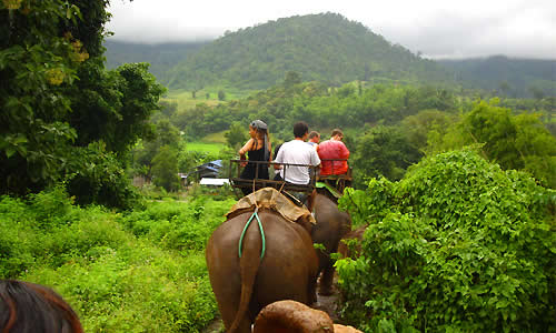 Safari en Inde